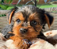 Binx, a male Yorkshire Terrier for sale in Addison, IL – 1 of 1