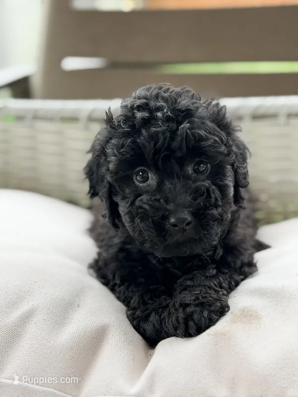 Eleanor – Miniature Goldendoodle puppy for sale in Addison, IL
