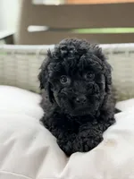 Eleanor, a female Miniature Goldendoodle for sale in Addison, IL – 1 of 2