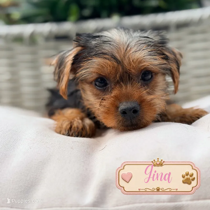 Gina – Yorkshire Terrier puppy for sale in Addison, IL