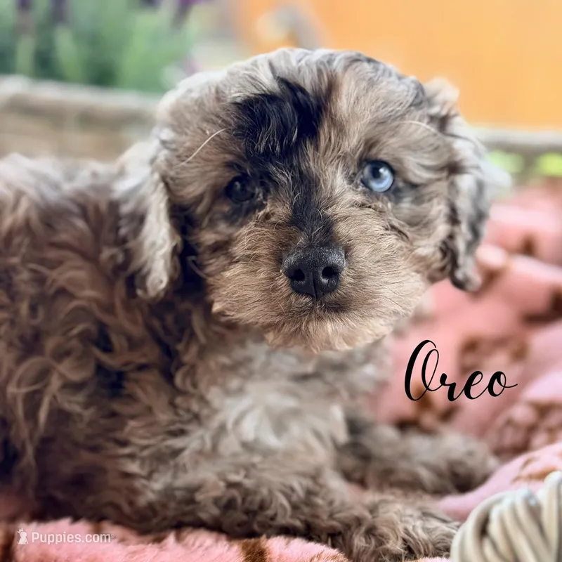 Oreo – Cavapoo puppy for sale in Addison, IL