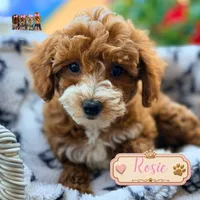 Rosie, a female Miniature Goldendoodle for sale in Addison, IL – 1 of 1