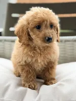 Elsa, a female Miniature Goldendoodle for sale in Addison, IL – 3 of 3