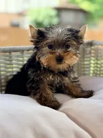 Cutie, a female Yorkshire Terrier for sale in Addison, IL – 1 of 1