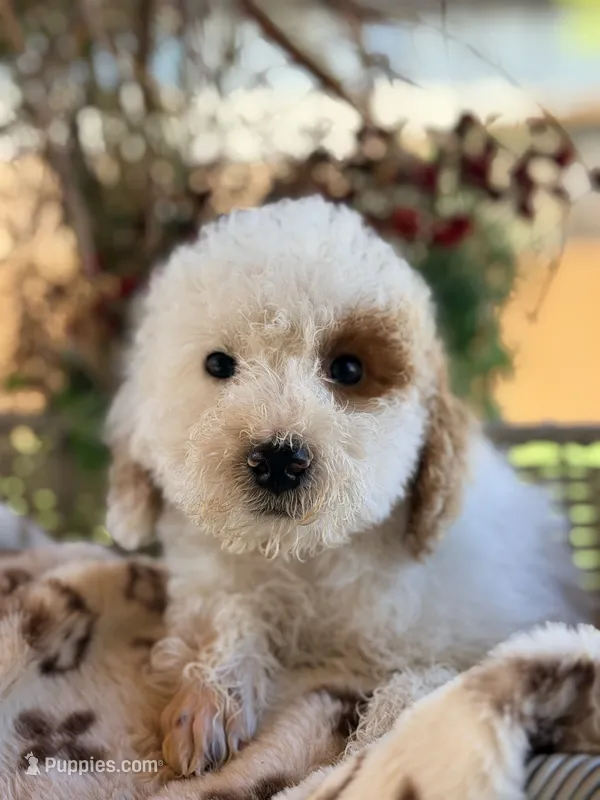 Sal – Poodle - Miniature  puppy for sale in Addison, IL