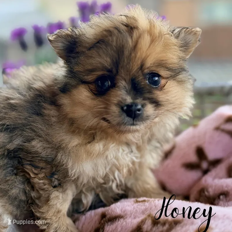 Honey  – Pomeranian puppy for sale in Addison, IL