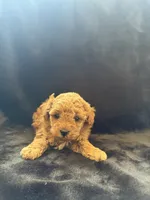 Bunnie, a female Poodle - Toy  for sale in Addison, IL – 3 of 3