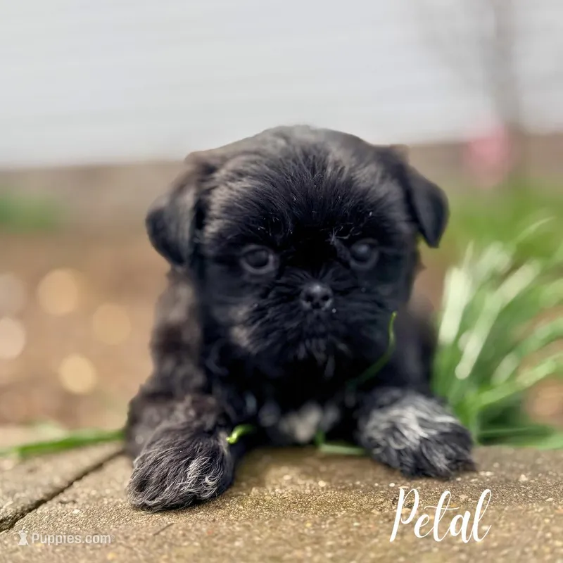 Petal – Shorkie puppy for sale in Addison, IL