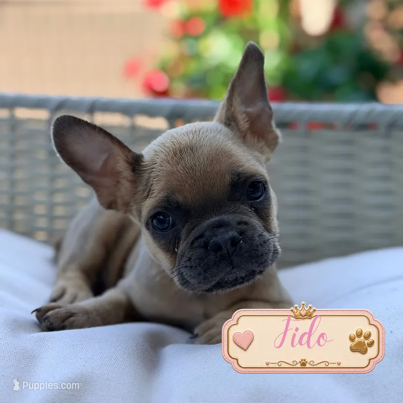 Fido – French Bulldog puppy for sale in Addison, IL