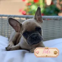 Fido, a male French Bulldog for sale in Addison, IL – 1 of 1
