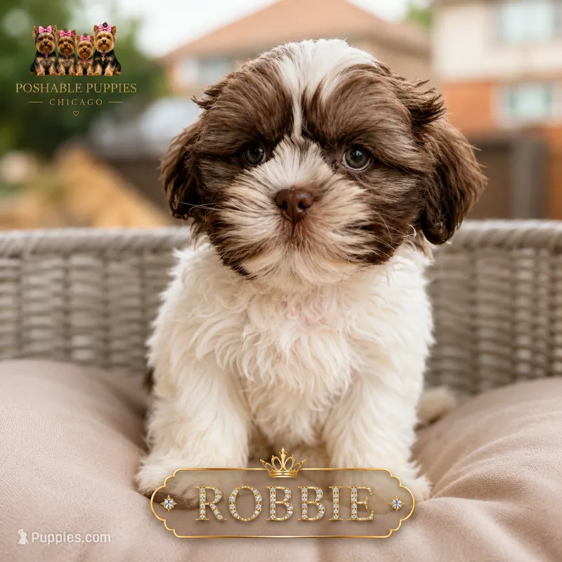 Robbie – Shih Tzu puppy for sale in Addison, IL