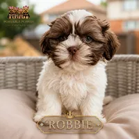 Robbie, a male Shih Tzu for sale in Addison, IL – 1 of 1