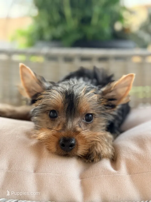 Coco – Yorkshire Terrier puppy for sale in Addison, IL