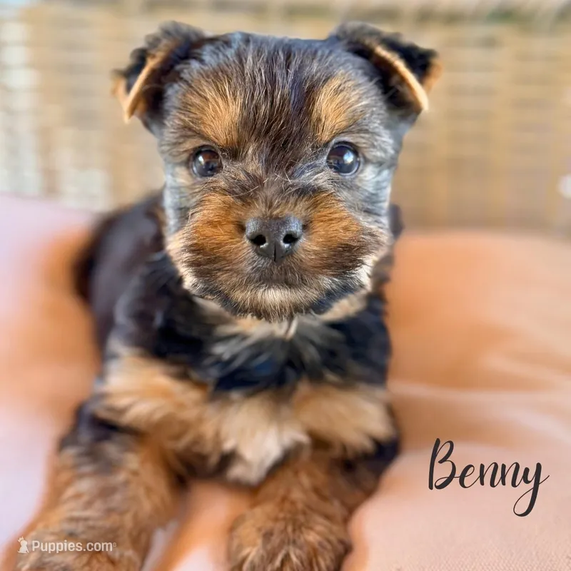 Benny – Yorkshire Terrier puppy for sale in Addison, IL