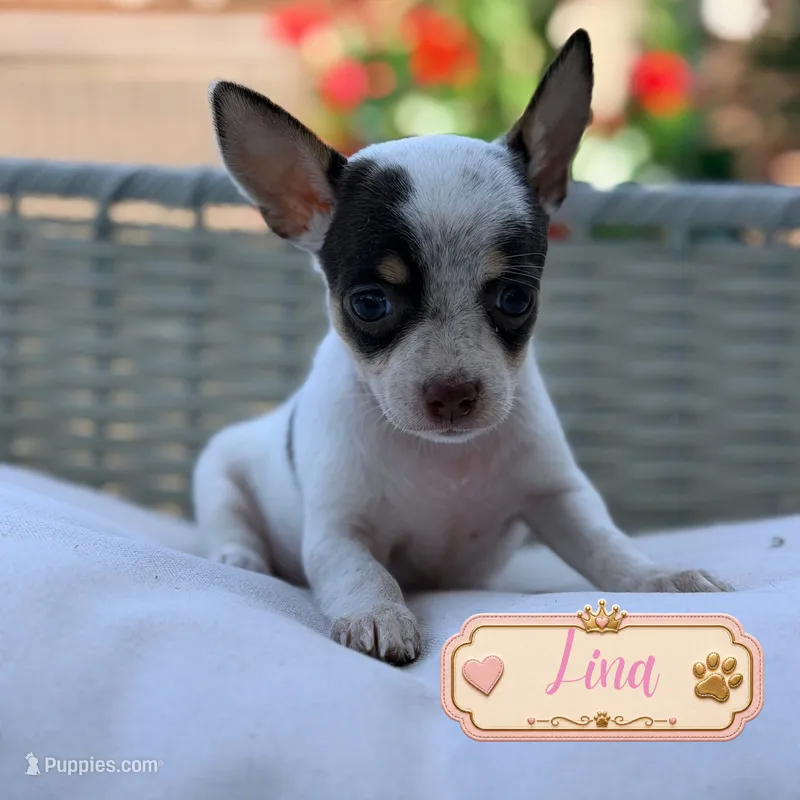 Lulu – Chihuahua puppy for sale in Addison, IL