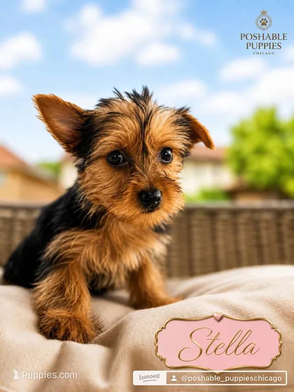 Stella – Yorkshire Terrier puppy for sale in Addison, IL