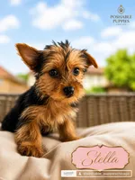 Stella, a female Yorkshire Terrier for sale in Addison, IL – 1 of 1