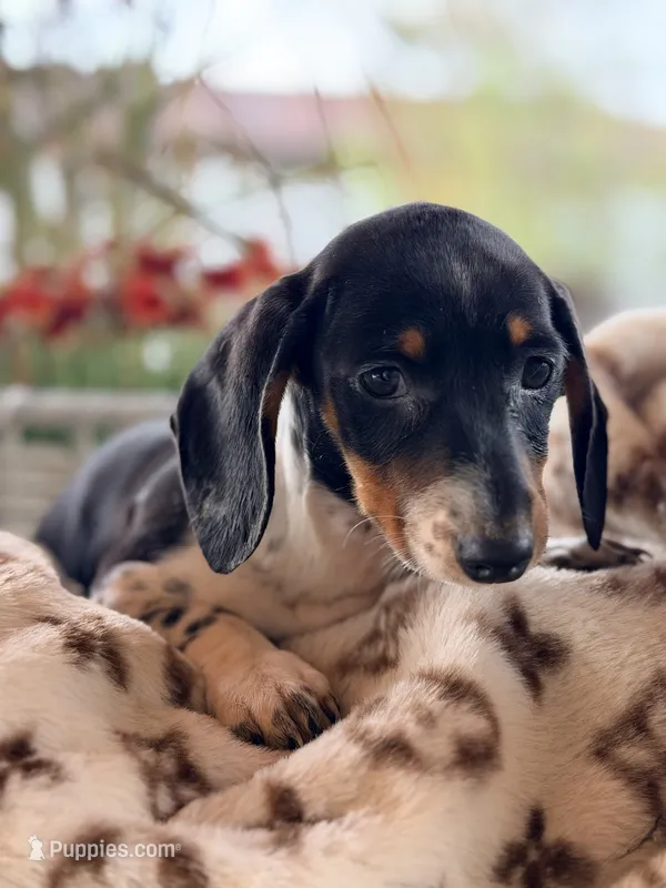 AKC Dora – Miniature Dachshund puppy for sale in Addison, IL