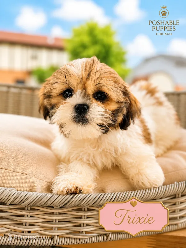 Trixie – Shih Tzu puppy for sale in Addison, IL