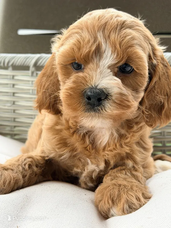 Layla – Cavapoo puppy for sale in Addison, IL