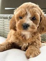 Layla, a female Cavapoo for sale in Addison, IL – 1 of 3