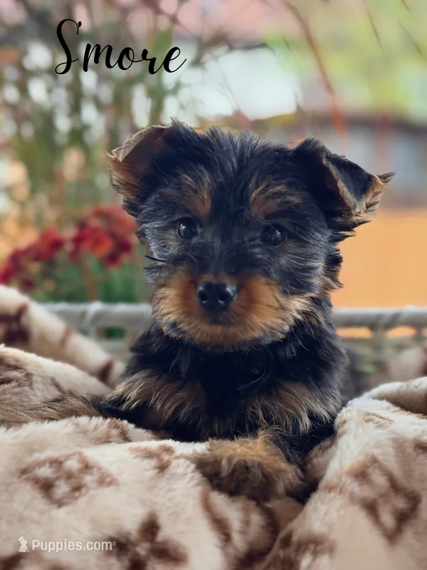 Smore – Yorkshire Terrier puppy for sale in Addison, IL