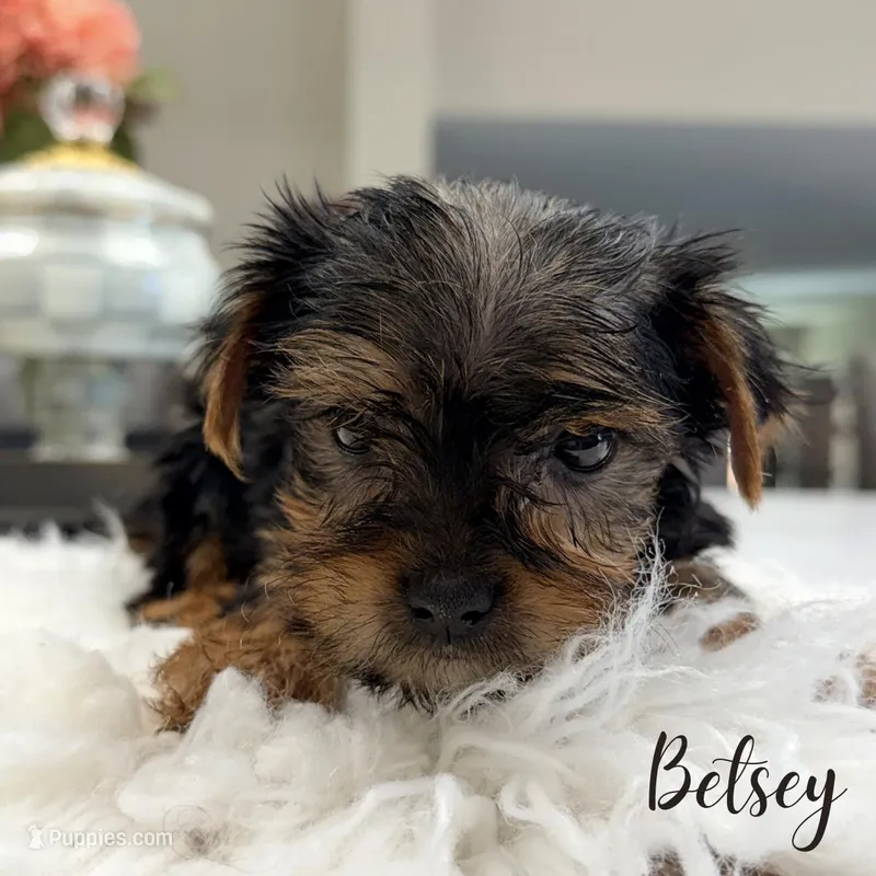 Betsy – Yorkshire Terrier puppy for sale in Addison, IL