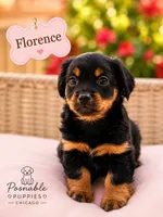 Florence, a male Miniature Dachshund for sale in Addison, IL – 1 of 1