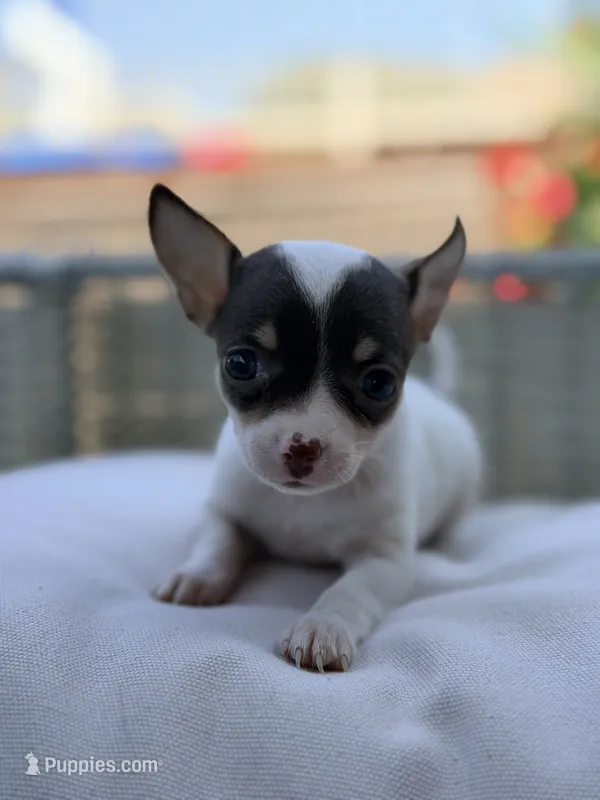 Coco – Chihuahua puppy for sale in Addison, IL
