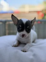 Coco, a female Chihuahua for sale in Addison, IL – 1 of 1