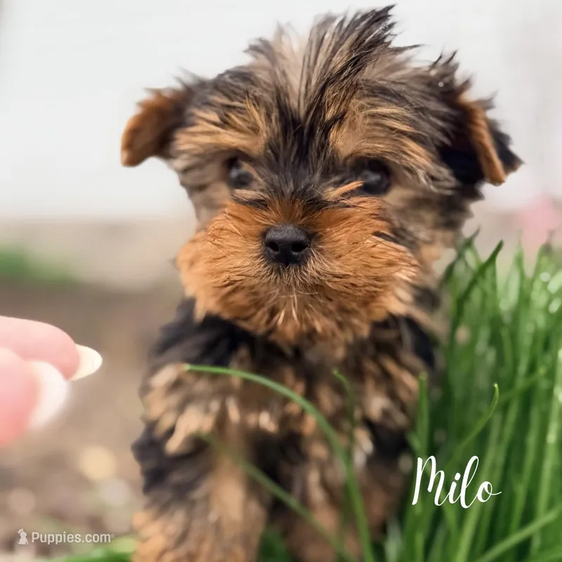 Milo – Yorkshire Terrier puppy for sale in Addison, IL