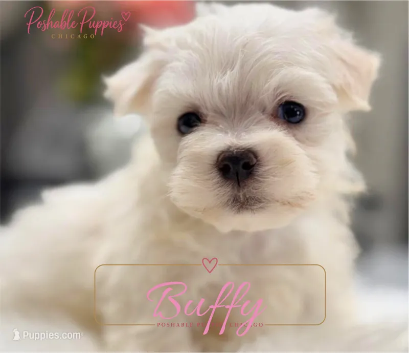 Buffie – Maltese puppy for sale in Addison, IL