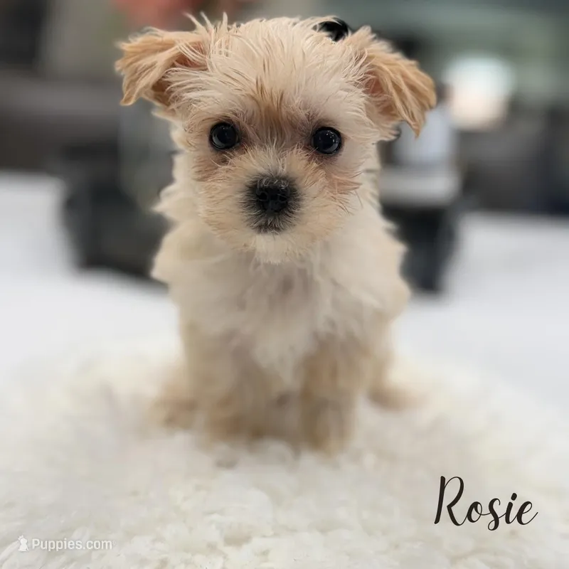 Rosie – Maltese, Yorkshire Terrier puppy for sale in Addison, IL