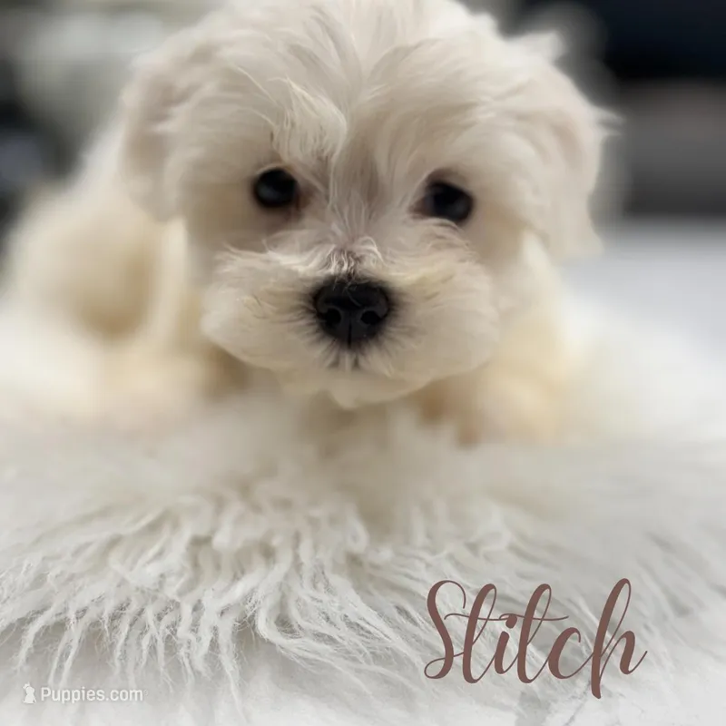 Stitch, a male Maltese for sale in Addison, IL – Photo 1 of 1