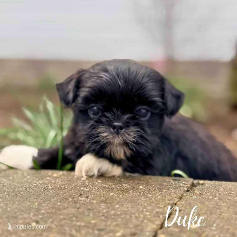 Duke – Shorkie puppy for sale in Addison, IL