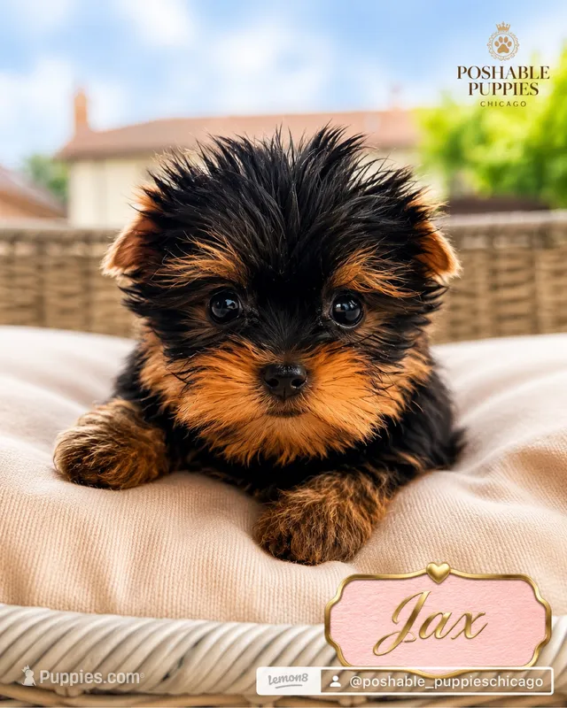 AKC Jax – Yorkshire Terrier puppy for sale in Addison, IL