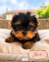 AKC Jax, a male Yorkshire Terrier for sale in Addison, IL – 1 of 1