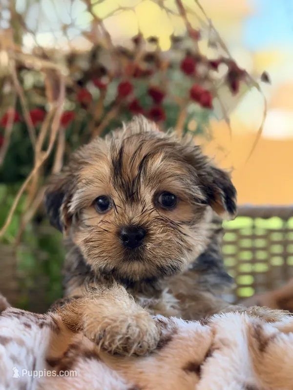 Simon – Shorkie puppy for sale in Addison, IL