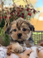 Simon, a male Shorkie for sale in Addison, IL – 1 of 1