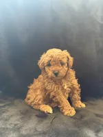 Lovie, a female Poodle - Toy  for sale in Addison, IL – 1 of 2