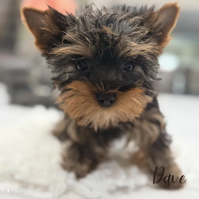 Dave – Yorkshire Terrier puppy for sale in Addison, IL
