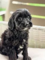 Emerson, a male Miniature Goldendoodle for sale in Addison, IL – 2 of 2
