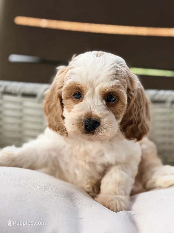 Sam – Cavapoo puppy for sale in Addison, IL