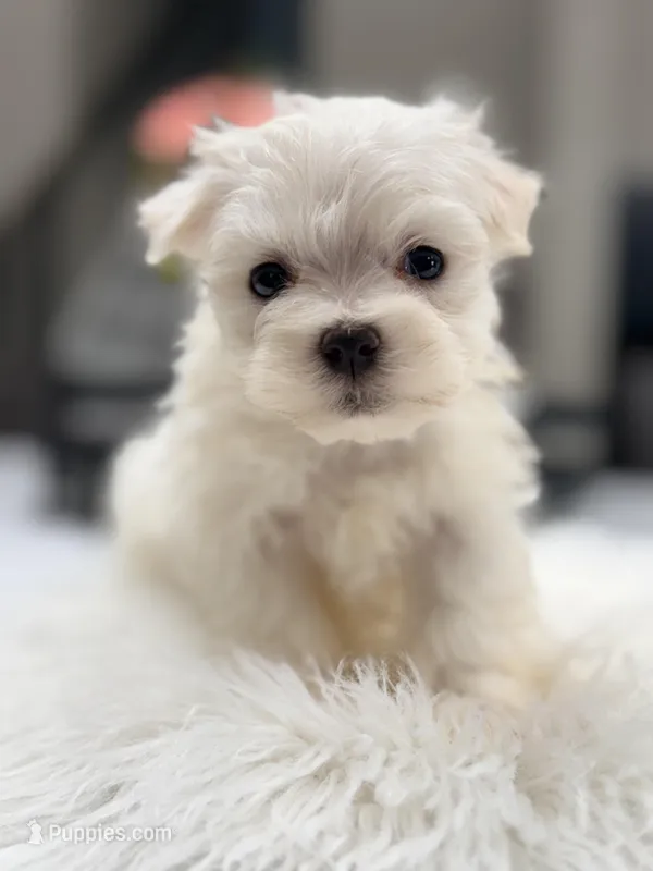 Taffy, a female Maltese for sale in Addison, IL – Photo 1 of 1