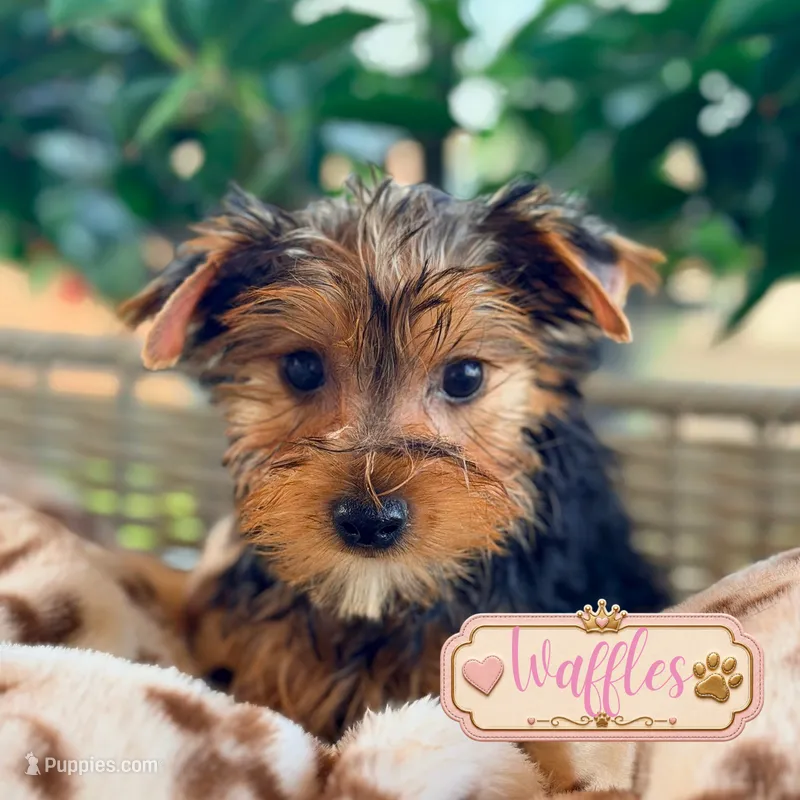 Waffles – Yorkshire Terrier puppy for sale in Addison, IL