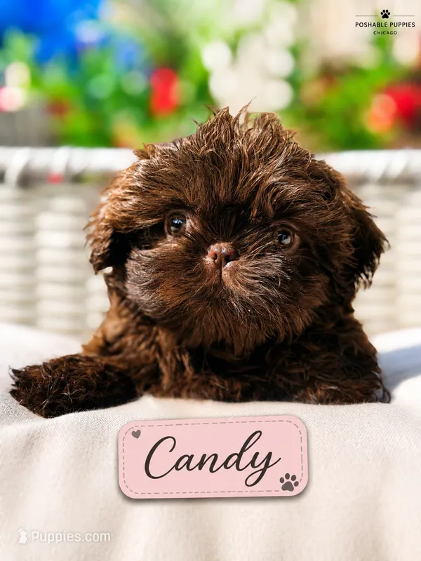 Candy – Shih Tzu puppy for sale in Addison, IL