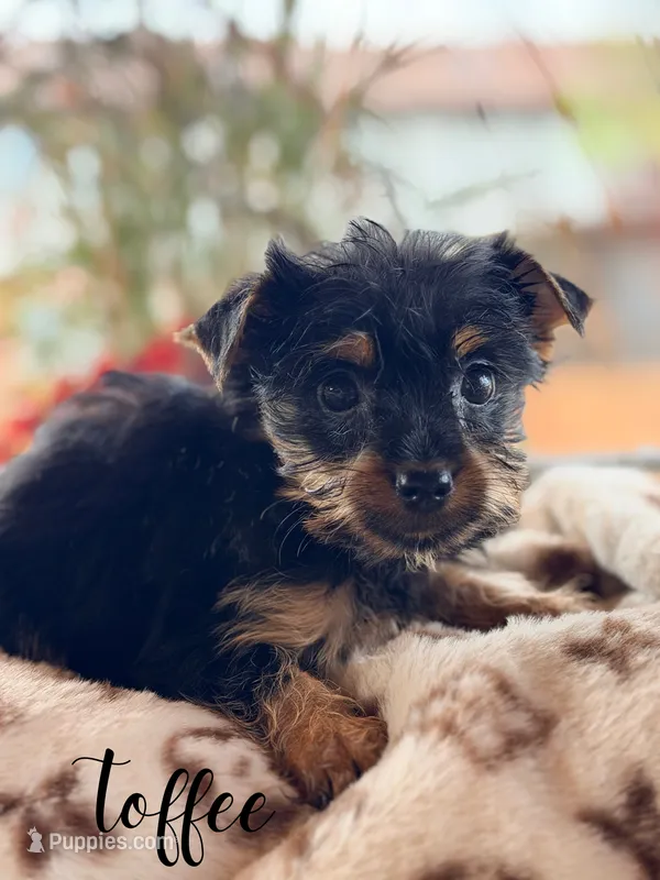 Toffee  – Yorkshire Terrier puppy for sale in Addison, IL