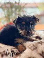 Toffee , a female Yorkshire Terrier for sale in Addison, IL – 1 of 1