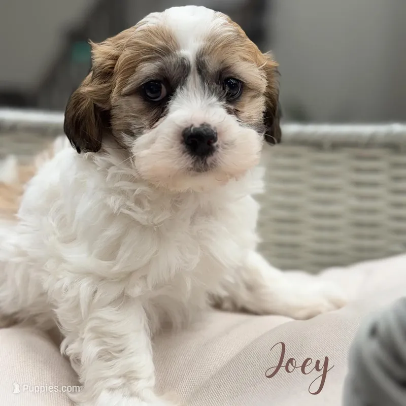 Joey, a male Shih Tzu and Poodle - Miniature  for sale in Addison, IL – Photo 1 of 1