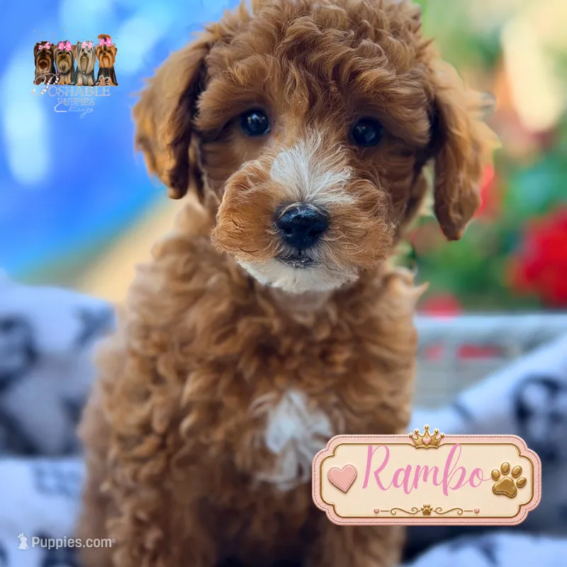 Rambo – Miniature Goldendoodle puppy for sale in Addison, IL